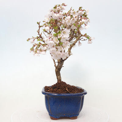 Vonkajší bonsai - Prunus incisa Kojou-no mai-Slivoň vyrezaná - 4