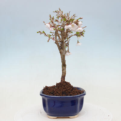 Vonkajší bonsai - Prunus incisa Kojou-no mai-Slivoň vyrezaná - 4