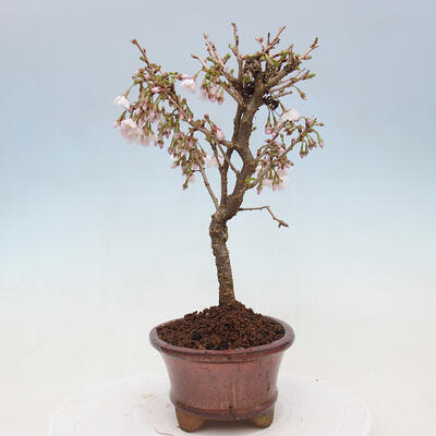 Vonkajší bonsai - Prunus incisa Kojou-no mai-Slivoň vyrezaná - 4