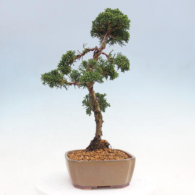 Vonkajšie bonsai - Juniperus chinensis Kishu -Jalovec čínsky - 4