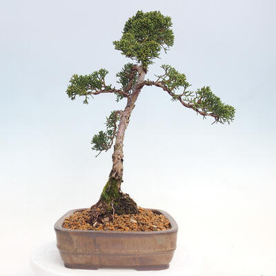 Vonkajšie bonsai - Juniperus chinensis Kishu -Jalovec čínsky - 4