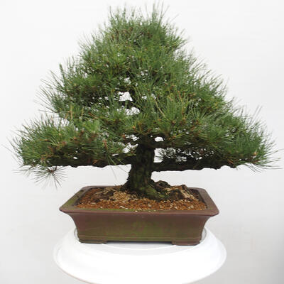 Vonkajšie bonsai - Pinus thunbergii - Borovica thunbergova - 4