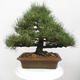 Vonkajšie bonsai - Pinus thunbergii - Borovica thunbergova - 4/5