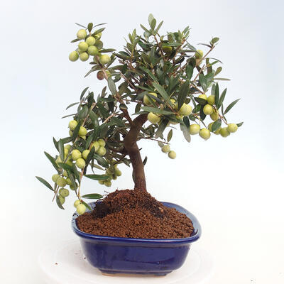 Izbová bonsai - Olea europaea -Oliva európska - 4