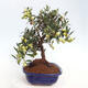 Izbová bonsai - Olea europaea -Oliva európska - 4/5