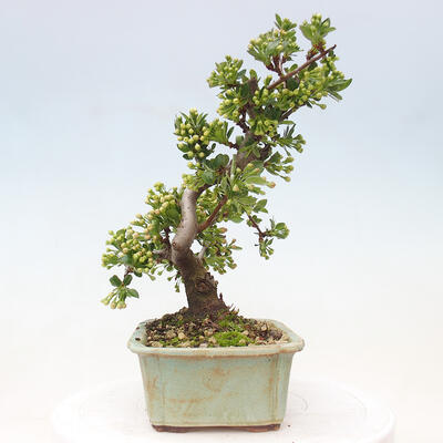 Vonkajší bonsai - Malus sergentiu - Maloplodá jabloň - 4