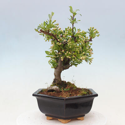 Vonkajší bonsai - Malus sergentiu - Maloplodá jabloň - 4