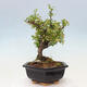 Vonkajší bonsai - Malus sergentiu - Maloplodá jabloň - 4/7