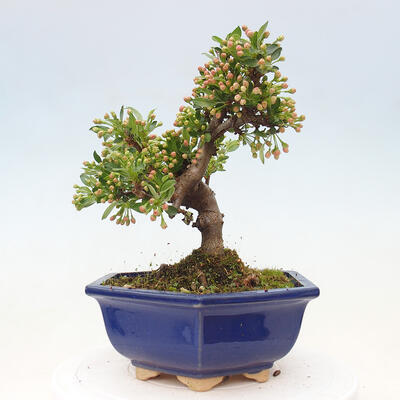 Vonkajší bonsai - Malus sergentiu - Maloplodá jabloň - 4