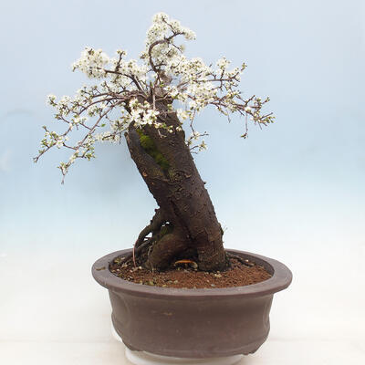 Vonkajší bonsai - Prunus spinosa - trnka - 4