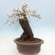 Vonkajší bonsai - Prunus spinosa - trnka - 4/6