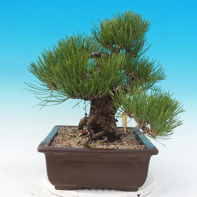 Vonkajšie bonsai - Pinus thunbergii - Borovica thunbergova - 4