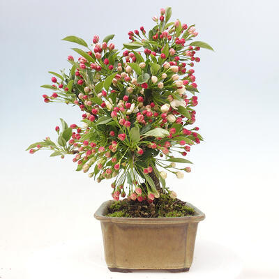 Vonkajší bonsai - Malus sergentiu - Maloplodá jabloň - 4