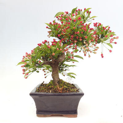 Vonkajší bonsai - Malus sergentiu - Maloplodá jabloň - 4