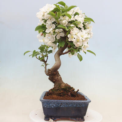 Vonkajší bonsai -Malus halliana - Maloplodá jabloň - 4