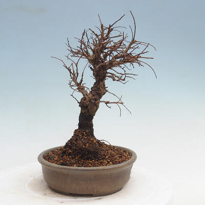 Vonkajšie bonsai - Zelkova - Zelkova Nirom - 4