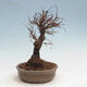 Vonkajšie bonsai - Zelkova - Zelkova Nirom - 4/5