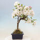 Vonkajší bonsai -Malus halliana - Maloplodá jabloň - 4/7