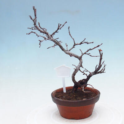 Venkovní  bonsai -  Chaneomeles chinensis - Kdoulovec čínsky - 4