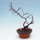 Venkovní  bonsai -  Chaneomeles chinensis - Kdoulovec čínsky - 4/4