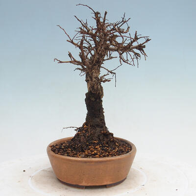 Vonkajšie bonsai - Zelkova - Zelkova Nirom - 4