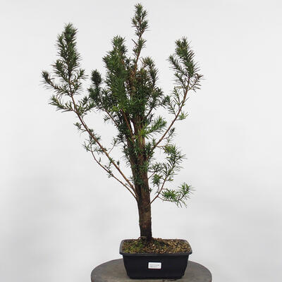 Vonkajší bonsai - Taxus cuspidata - Tis japonský - 4