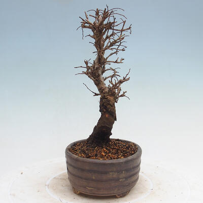 Vonkajšie bonsai - Zelkova - Zelkova Nirom - 4