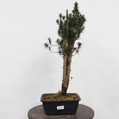 Vonkajší bonsai - Taxus cuspidata - Tis japonský - 4