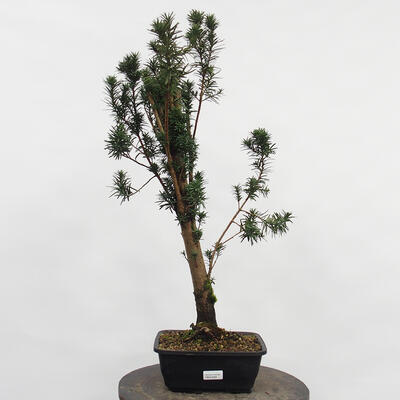 Vonkajší bonsai - Taxus cuspidata - Tis japonský - 4