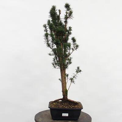 Vonkajší bonsai - Taxus cuspidata - Tis japonský - 4