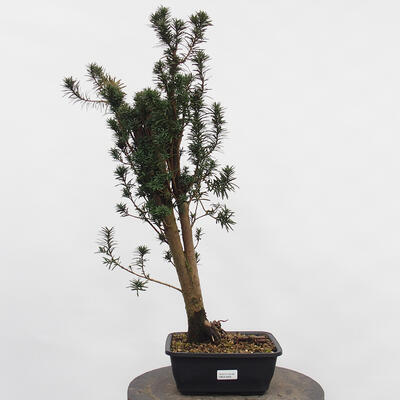 Vonkajší bonsai - Taxus cuspidata - Tis japonský - 4