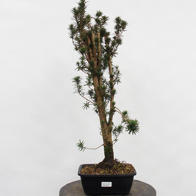 Vonkajší bonsai - Taxus cuspidata - Tis japonský - 4