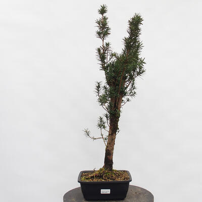 Vonkajší bonsai - Taxus cuspidata - Tis japonský - 4