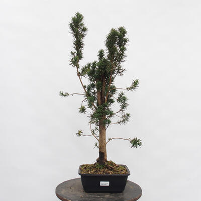 Vonkajší bonsai - Taxus cuspidata - Tis japonský - 4