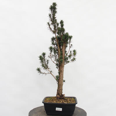 Vonkajší bonsai - Taxus cuspidata - Tis japonský - 4