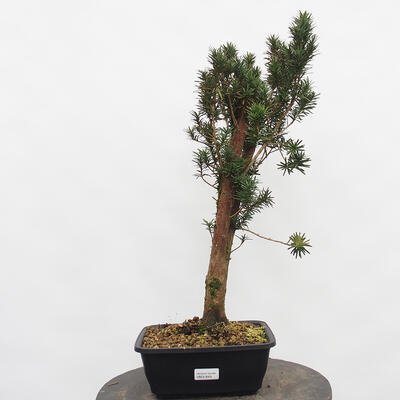 Vonkajší bonsai - Taxus cuspidata - Tis japonský - 4