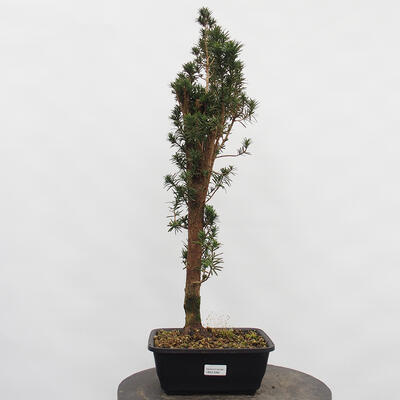 Vonkajší bonsai - Taxus cuspidata - Tis japonský - 4