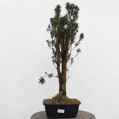 Vonkajší bonsai - Taxus cuspidata - Tis japonský - 4