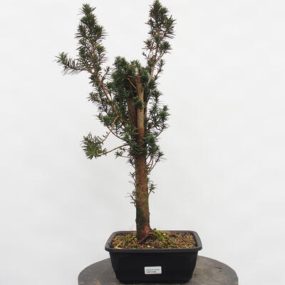 Vonkajší bonsai - Taxus cuspidata - Tis japonský - 4