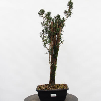 Vonkajší bonsai - Taxus cuspidata - Tis japonský - 4