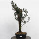 Vonkajší bonsai - Taxus cuspidata - Tis japonský - 4/5