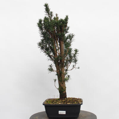 Vonkajší bonsai - Taxus cuspidata - Tis japonský - 4