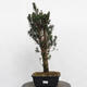 Vonkajší bonsai - Taxus cuspidata - Tis japonský - 4/5