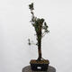 Vonkajší bonsai - Taxus cuspidata - Tis japonský - 4/5