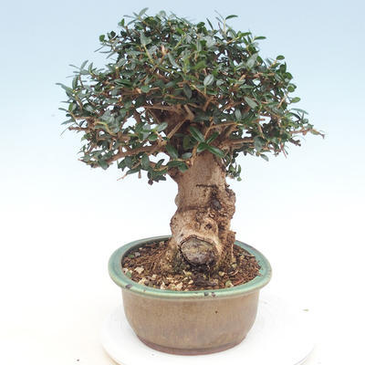 Izbová bonsai - Olea europaea sylvestris -Oliva evropská drobnolistá - 4