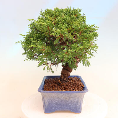 Vonkajší bonsai - Juniperus chinensis Itoigawa -Jalovec čínsky - 4