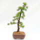 Vonkajší bonsai -Larix decidua - Smrekovec opadavý - Len paletová preprava - 4/4