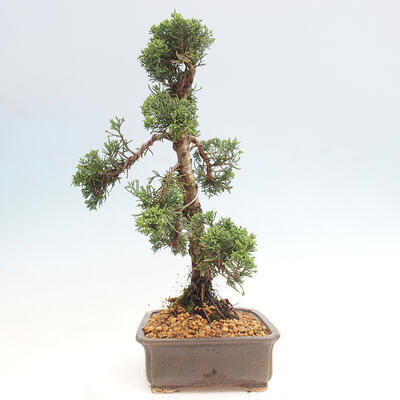 Vonkajšie bonsai - Juniperus chinensis Kishu -Jalovec čínsky - 4