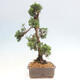 Vonkajšie bonsai - Juniperus chinensis Kishu -Jalovec čínsky - 4/4