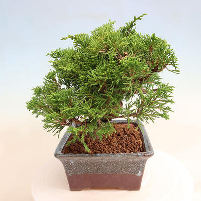 Vonkajší bonsai - Juniperus chinensis Itoigawa -Jalovec čínsky - 4